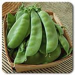 Organic Non-GMO Oregon Sugar Pod II Snow Pea - OPEN-POLLINATED - Garden Vegetable Seed for Planting (price includes shipping)