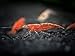 Sakura Red Cherry Shrimp Breeder Combo Pack (Neocaridina davidi) - 10 Females, 5 Males at 1/2 to 1 Inch Long by Aquatic Arts
