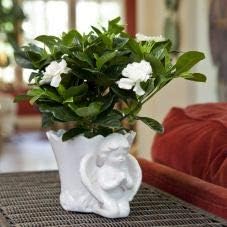 Sympathy or Religious Gift Gardenia in Angel Container - Live Plant Gift - Ships Express 2nd Day!