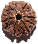 Vastu Design Six Mukhi From Nepal 15-18 Mm Brown