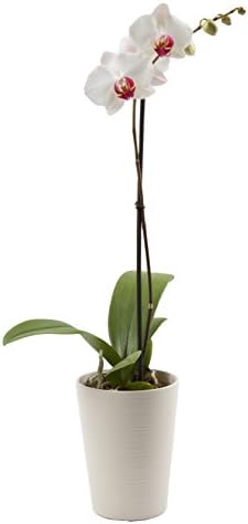 Color Orchids Live Blooming Single Stem Phalaenopsis Orchid Plant in Ceramic Pot, 20" x 24", White Red Lip Blooms