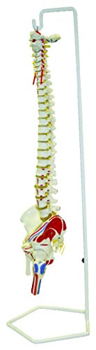 Walter products b10209 flexible human spinal column mod…