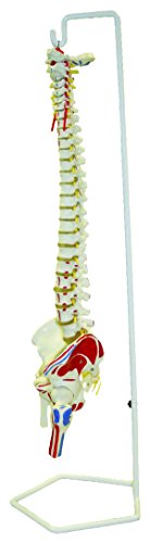 Walter Products B10209 Flexible Human Spinal Column Model with Stand, with Occipital Plate and Pelvis, Life Size, 37