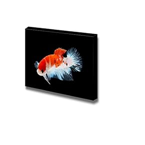 Canvas Prints Wall Art - Siamese Fighting Fish/Betta Splendens | Modern Wall Decor/Home Decoration Stretched Gallery Canvas Wrap Giclee Print & Ready to Hang - 12" x 18"