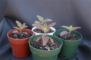 Certified Organic Krishna Holy Basil  Tulsi 200 seeds NonGMO OpenPollinated Heirloom Seed Packet