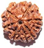 Vastu Design Seven Mukhi From Nepal 15-18 Mm Brown