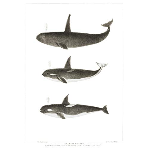 Wee Blue Coo Orca Killer Whales Art Print Canvas Premium Wall Decor Poster
