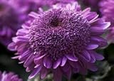 Extreme Purple Chrysanthemum Flower Seeds 50 Stratisfied Seeds