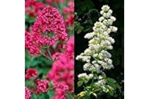 Jupiter Beard Flower Mix Seeds (Centranthus Ruber coccineus) 50 + Seeds (100+) : Package Contains Seeds Only