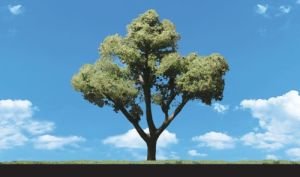 Classics Tree, Early Light 2-3" (4)