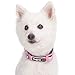 Blueberry Pet Dog Collar for Medium & Small Dogs, Pink Reflective Girl Dog Collar, Padded Neoprene Comfort, Adjustable 14.5