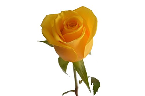 Farm2Door Wholesale Roses: 50 Fresh Yellow Roses (Long Stemmed - 50cm) from Colombia - Farm Direct Wholesale Fresh Flowers - Thumbnail 2