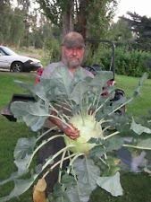 Fash Lady 20 Giant Kohlrabi Seeds 2017 40+ LBS Possible! - Thumbnail 3