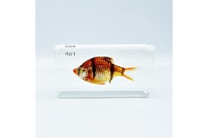 BETENSH Multiple Styles Resin Insects, Insect Specimens,Resin Preservation, Resin Amber for Kids Science Education, Collection, Decorative (Fish)