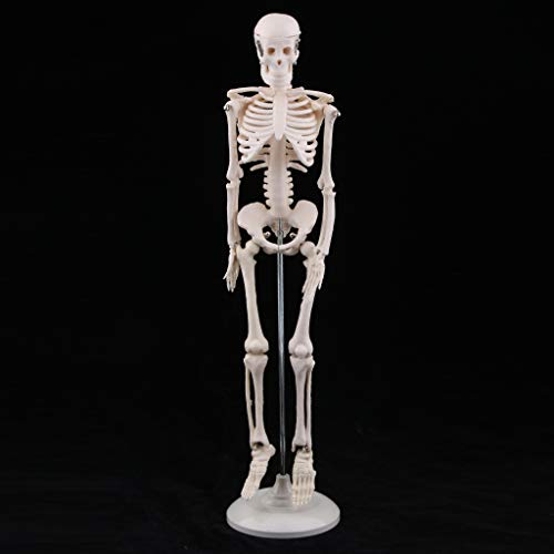 骨格モデル 子供 身体 おもちゃ 学校教育ツール 子供スケルトンモデル B07jysskbk 1 0円 大人気 New Arrival 最安値挑戦 年中無休 高品質 通販