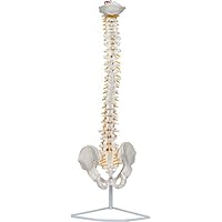 29" Flexible Chiropractic Spine Model with Stand by Trademark Scientific