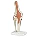 3B Scientific A82 Functional Knee Joint - 3B Smart Anatomy