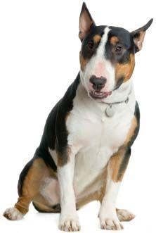 bull terrier toys