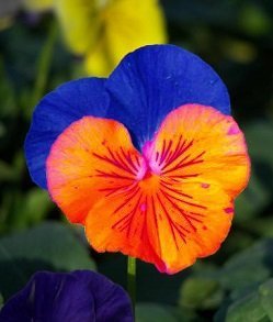 Saavyseeds Sunburst Pansy Seeds - 35 Count