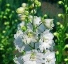 Delphinium - Pacific Giants Galahad - 50 Seeds
