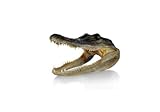 Newport Jerky Company Genuine Taxidermy American Alligator Head (5-6 Inch)