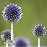 Zwerg Zitronenbaum: Amazon.de: Garten