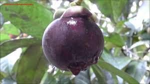 Creative Farmer Live Fruit Plant Mangosteen Queen Of Fruits