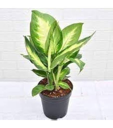 indoor planter with stand LuxenHome 2 pc. Textured Round White Metal Cachepot Planters with Gold Stands