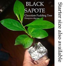 ~Black SAPOTE~ Chocolate Pudding Tree Diospyros Digyna 2-3ft Bigger Nicer Plant