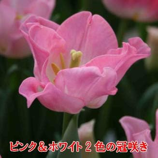 Amazon 即納出来ます 秋植え球根 チューリップ クラウンオブダイナスティー 15球パック 冠咲き品種 他品同梱可 関東甲信越地域以外は別途送料がかかります 球根