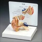 Life-size Ear Model
