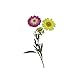 Assorted Colorful Real Pressed Dried Flowers Natural Dried Flowers for Art Craft DIY Resin
