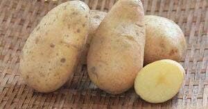 Amazon 種ジャガイモ 種いも ピルカ の種じゃがいも 約５００ｇ入 野菜