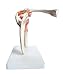 Anatomy Model of Human Shoulder Joint Bones Anatomical Joint Models for Teaching Life Size - with Rotator Cuff Shoulder