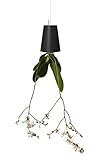 NEWCOM Upside-Down Planter/Sky Planter/Hanging Planter (Large, Black)