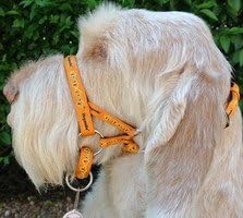 DOGMATIC HEADCOLLAR PADDED CUSHIONED WEBBING PCW - ORANGE - SIZE 4