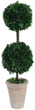 Preserved Boxwood Tree