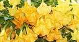 GIANT Yellow Orange Fragrant Huge Flower Brugmansia Seeds Angel Trumpet 3 seeds