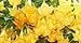 GIANT Yellow Orange Fragrant Huge Flower Brugmansia Seeds Angel Trumpet 3 seeds