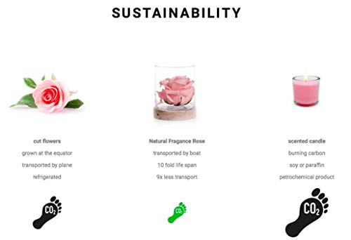 Sustainable Home Scent 12oz. A Real Fragrance Flower with Lasting abilities Similar to Scented Candle, Wax and Aroma Diffuser (Purple/Fragrance ILE de Jacaranda)