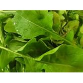 Ohio Heirloom Arugula Seeds for Planting &ndash; Lettuce Seeds for Planting Outdoor or Indoor, Tender, Rounded, &amp; Premium Roquette Variety for Your Home Garden, Non-GMO, 85% Germination, 1000 + Seeds