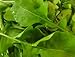 1,000+ Arugula Seeds- Rocket Salat (Roquette) Heirloom Variety primary