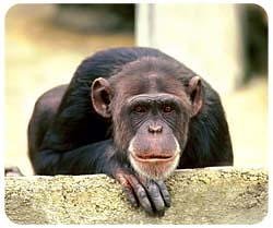 Chimpanzee Mousepad