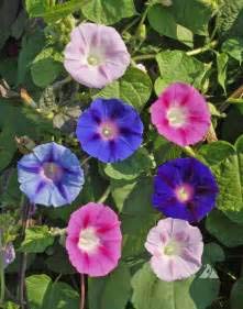 Mphmi Ipomoea, Morning Glory - Plant