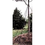 Lawson Tree Stake Kit 2in Caliper Trees