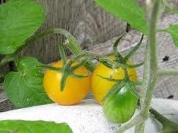 Homely Bonsai Seeds Snowberry White Cherry Tomato 5