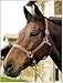 Henri De Rivel Pro Fancy Padded Rolled Throat Triple Stitched Halter