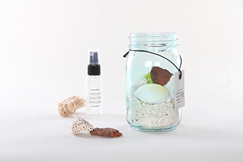 Glass Jar Terrarium DIY Kit - Includes Mixed Shells &amp; Other Decorative Supplies - Great for Air Plants - Unique &amp; Customizable (Urban Green Makers Kit 3)