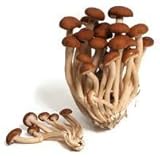 Hinterland Trading Mushroom Italian Poplar 100+ Spore Coated Carrier Seeds Grow Your Own Fresh Gourmet Mushrooms by Hinterland Trading