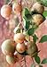 *RARE*AEGLE marmelos Tree*Bael Fruit*5 SEEDS*Aromatic*Fragrant*medicinal*#1138-A